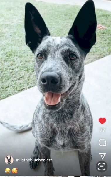 Australian Cattle Dog (Mila)