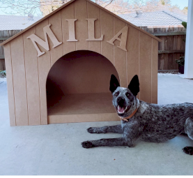 Australian Cattle Dog (Mila)