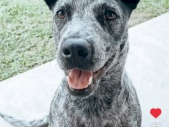 Australian Cattle Dog (Mila)