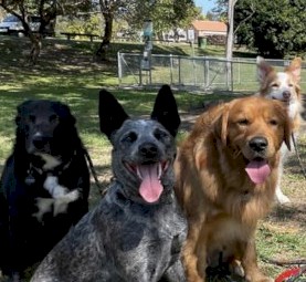 Australian Cattle Dog (Mila)