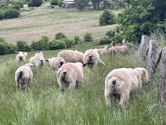 Good weathers on good feed 