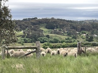 Good weathers on good feed 