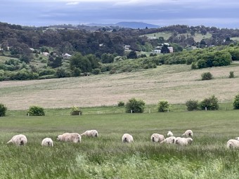 Good weathers on good feed 