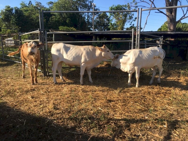 Yearlings and Weaners available - Sunshine Coast Qld