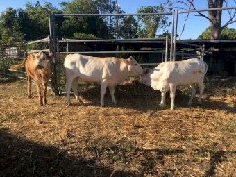 Yearlings and Weaners available - Sunshine Coast Qld