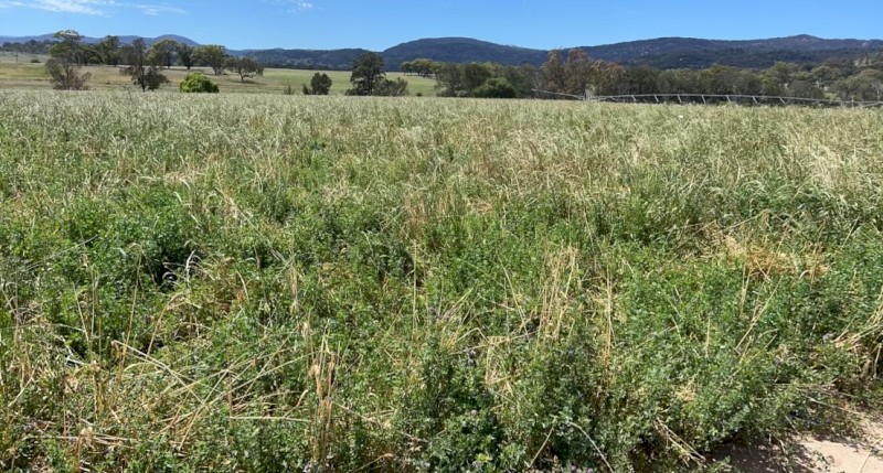 Ryegrass lucerne barley hay