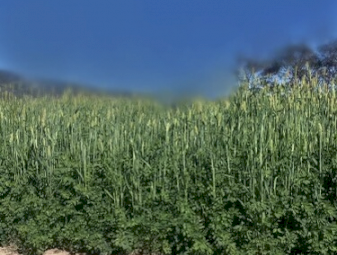 Ryegrass lucerne barley hay