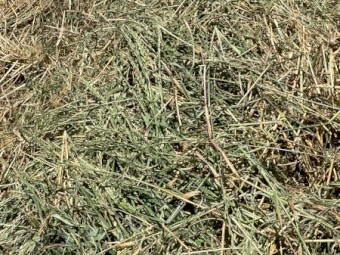 Ryegrass lucerne barley hay