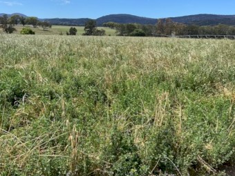 Ryegrass lucerne barley hay