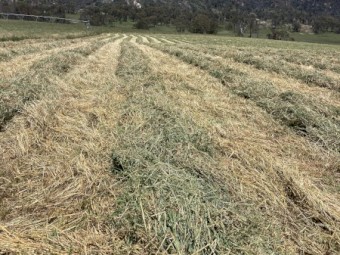 Ryegrass lucerne barley hay