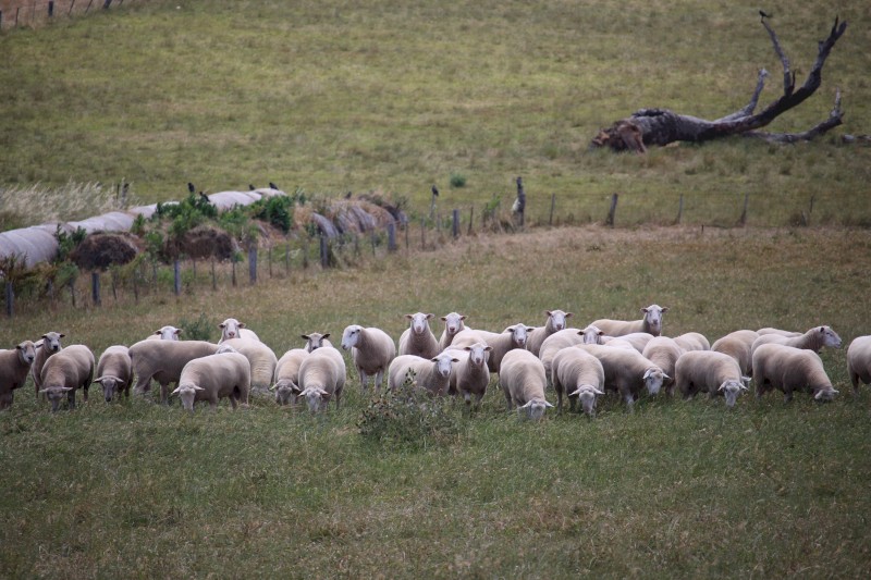 White Suffolk Flock Rams