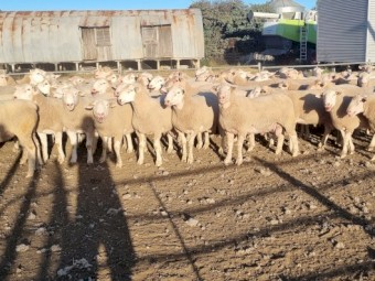 White Suffolk Flock Rams