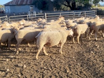 Charollais Flock Rams