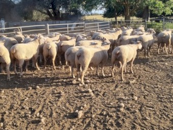 Charollais Flock Rams