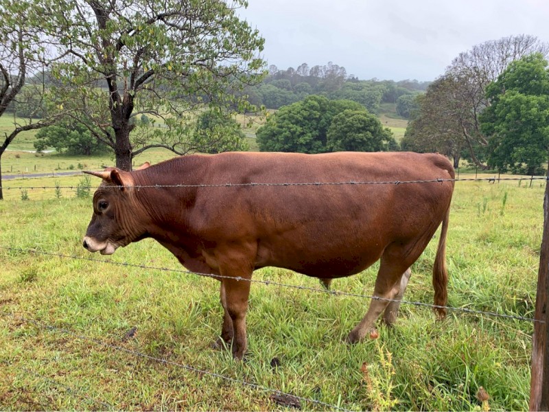 Jersey Cross Steers x 2 Farm Tender