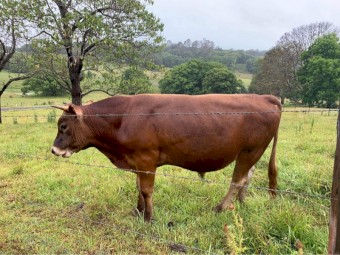 Jersey Cross Steers x 2