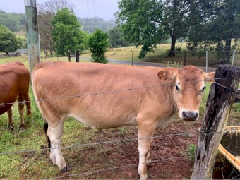 Jersey Cross Steers x 2