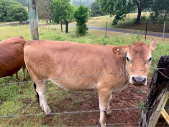 Jersey Cross Steers x 2