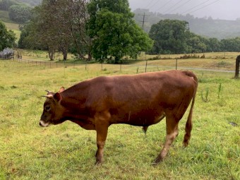 Jersey Cross Steers x 2