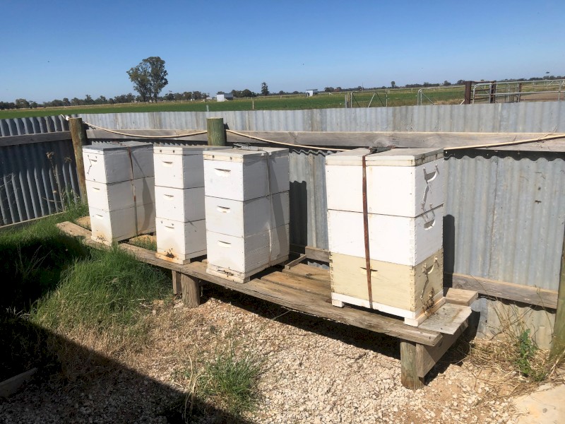 Bee Hives for sale