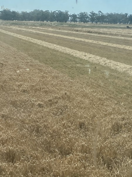 Barley Straw 8x4x3 Bales (New Season 22/23)