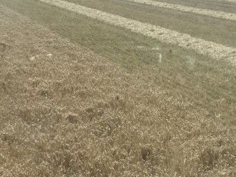 Barley Straw 8x4x3 Bales (New Season 22/23)