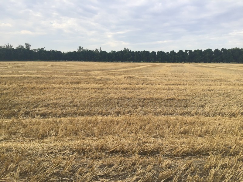 Wheaten Straw 5x4 Rolls (New Season 22/23)