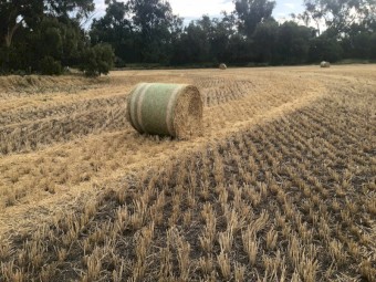 Wheaten Straw 5x4 Rolls (New Season 22/23)