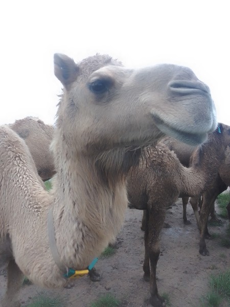 Female camels