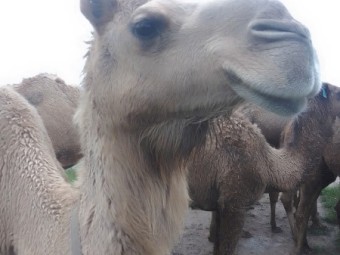 Female camels