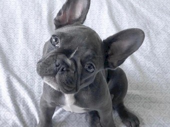 ANKC  French bullies ready to go for christmas