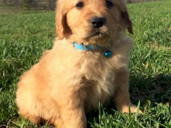 ANKC Golden Retreiver Purebred Puppies