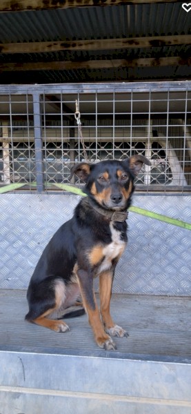 Kelpie Bitch pup (Pearl) 