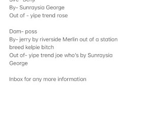 Kelpie Bitch pup (Pearl) 