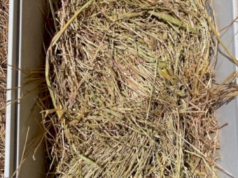 450mt Wheaten Hay 610kg 8x4x3 Bales (New Season 22/23)