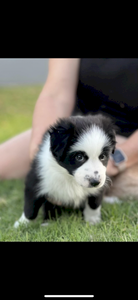 Purebred border collie puppies