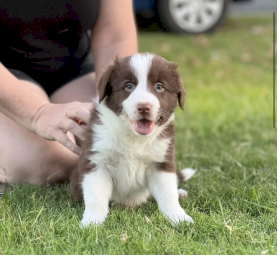 Purebred border collie puppies