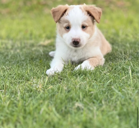 Purebred border collie puppies