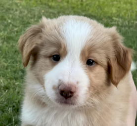 Purebred border collie puppies