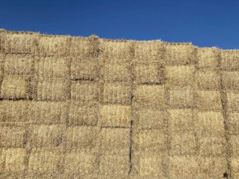 2022  season barley straw