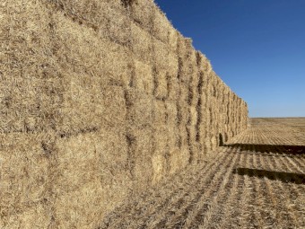 2022  season barley straw