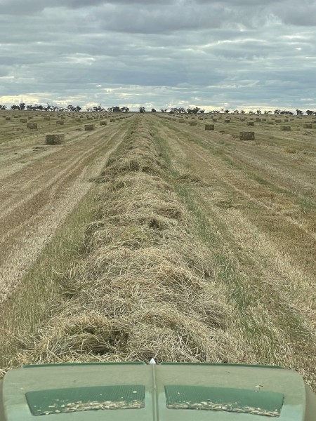 500mt Oaten Hay 6-700kg 8x4x3 Bales (New Season 22/23)