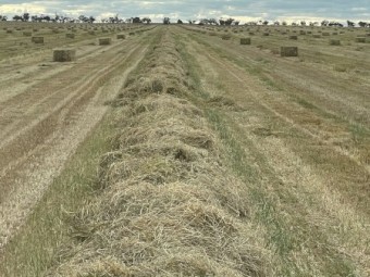 500mt Oaten Hay 6-700kg 8x4x3 Bales (New Season 22/23)