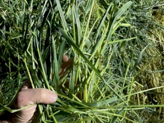 500mt Oaten Hay 6-700kg 8x4x3 Bales (New Season 22/23)