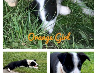 Border Collie Pups