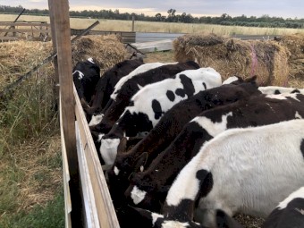 8 x Fresian Steer Calves (8 months old)
