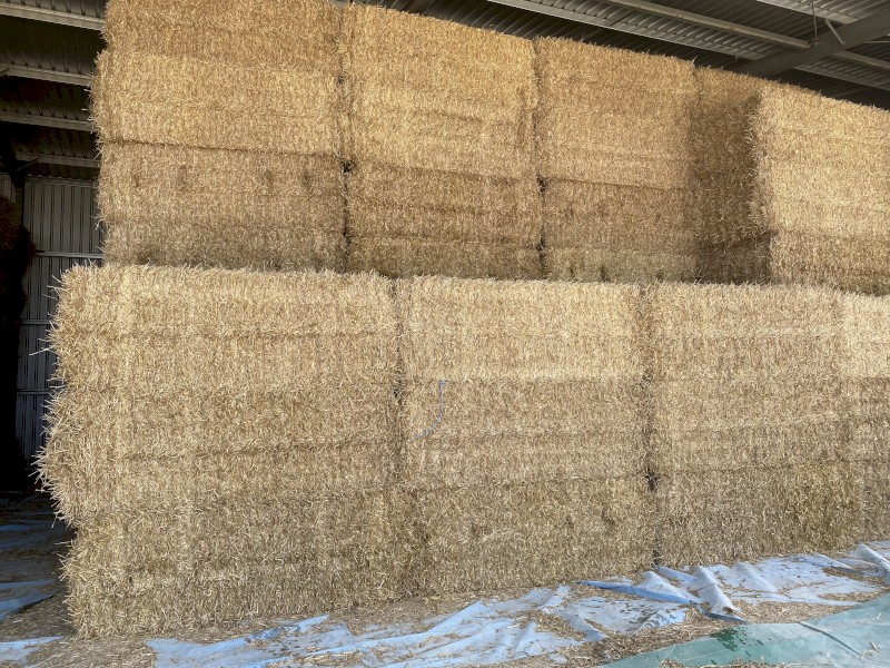 2022  season barley straw