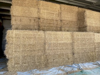 2022  season barley straw