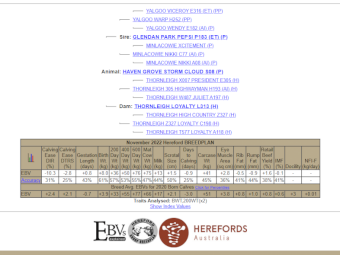 Stud Poll Hereford Bull for sale 
