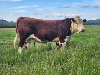 Stud Poll Hereford Bull for sale 